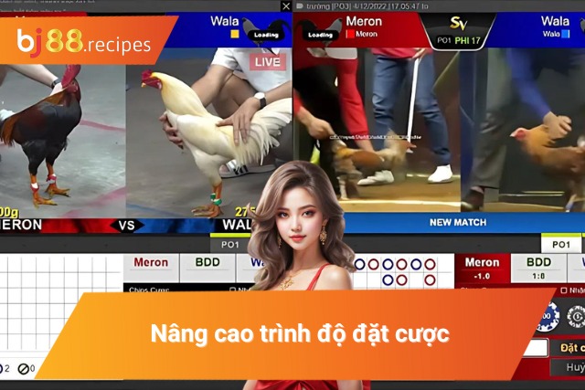 Nâng cao tỷ lệ thắng khi theo dõi đá gà